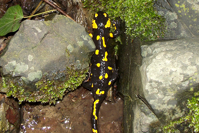 Salamandra salamandra