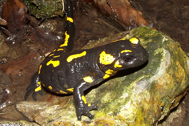 Salamandra salamandra