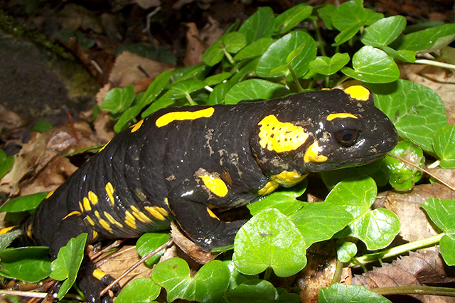 Salamandra salamandra