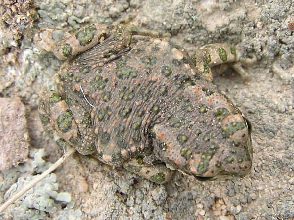 Pseudepidalea viridis