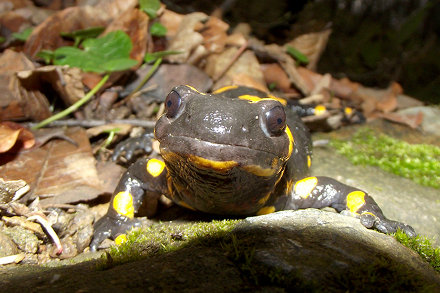 Salamandra salamandra