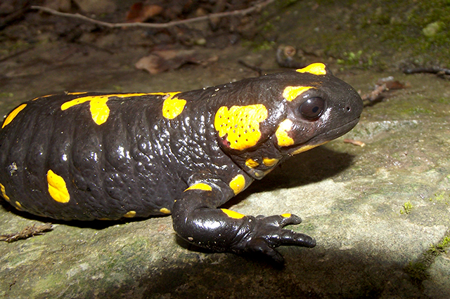 Salamandra salamandra