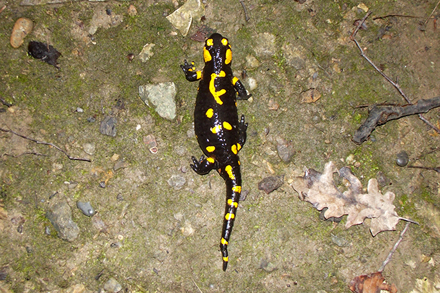 Salamandra salamandra