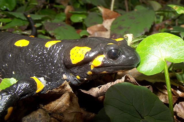 Salamandra salamandra