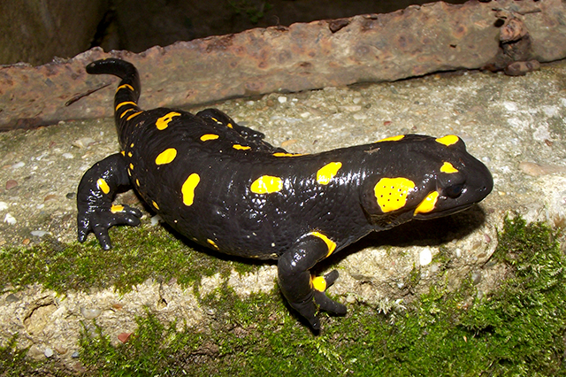 Salamandra salamandra