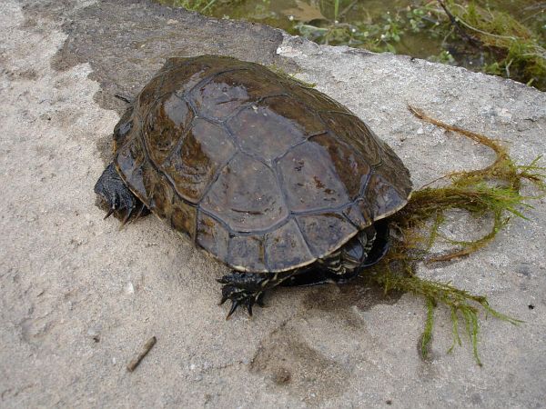 Mauremys rivulata