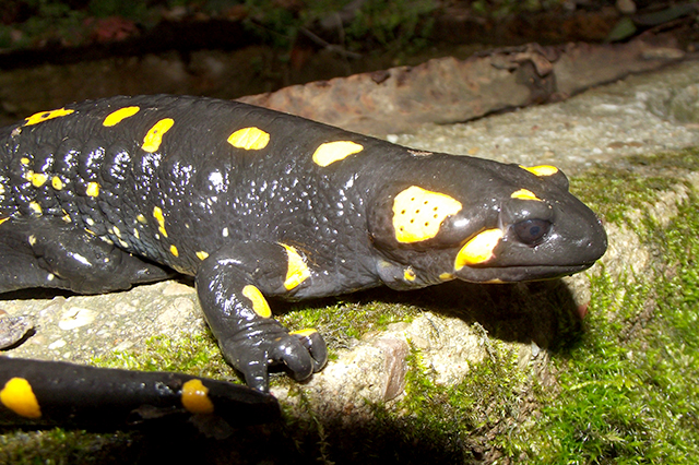 Salamandra salamandra