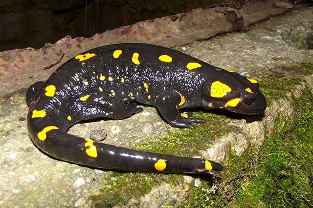 Salamandra salamandra