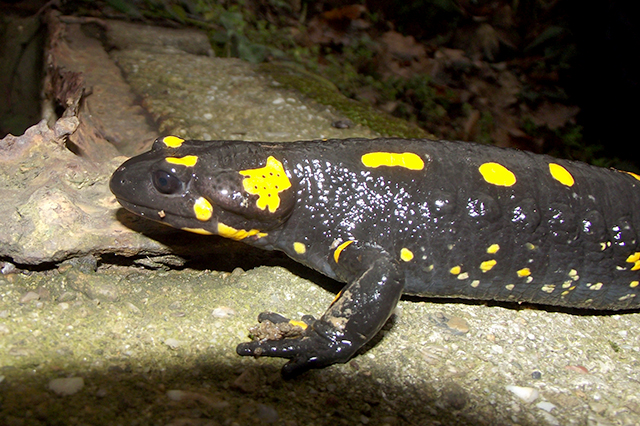 Salamandra salamandra