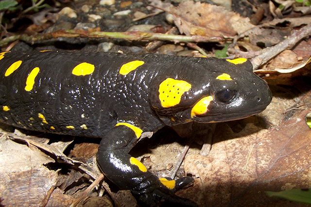 Salamandra salamandra