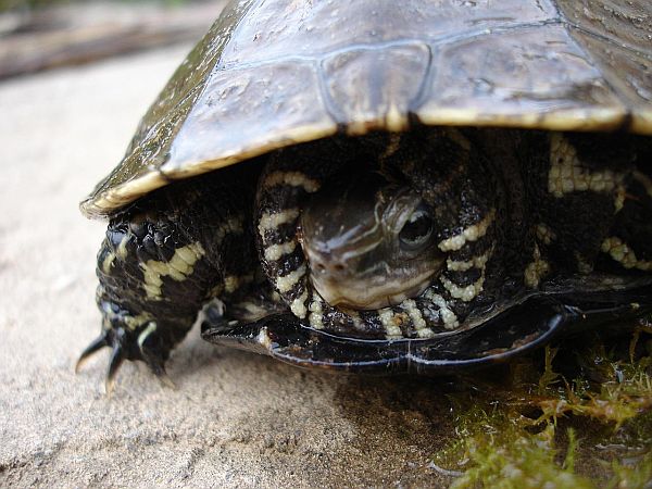 Mauremys rivulata