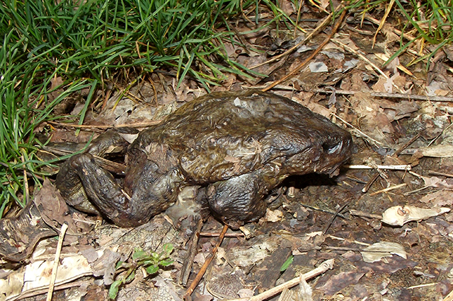 Bufo bufo