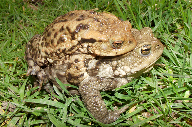 Bufo bufo