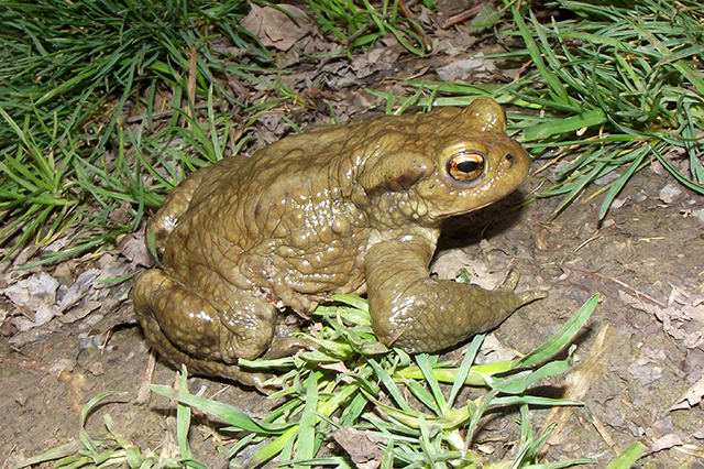 Bufo bufo