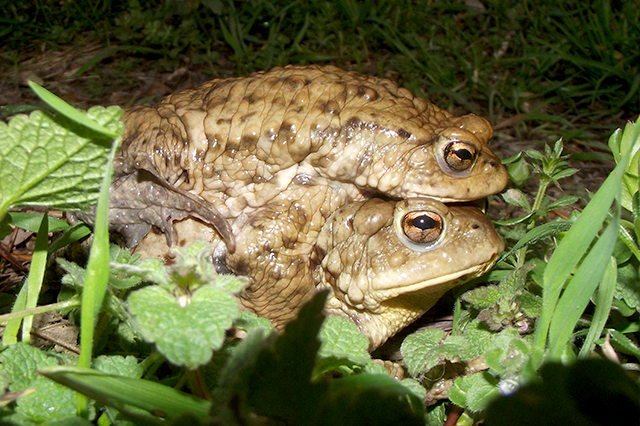 Bufo bufo