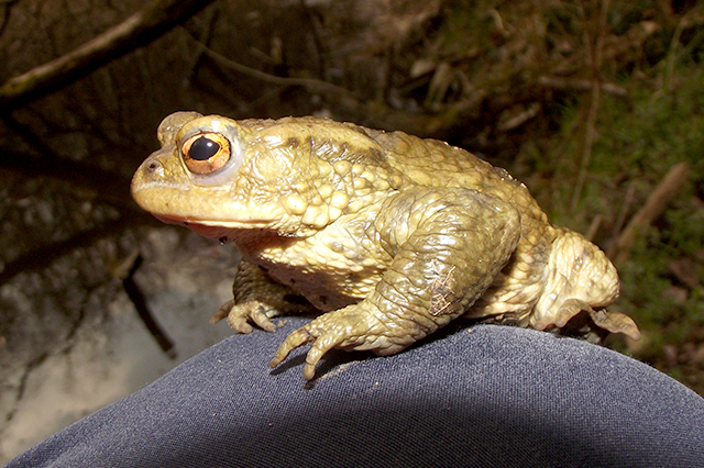 Bufo bufo