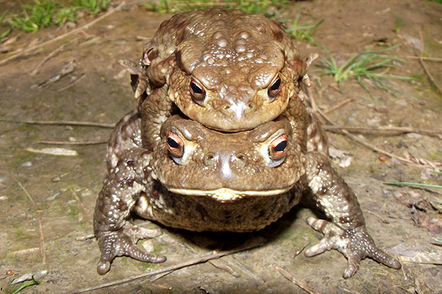 Bufo bufo