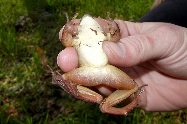 Rana dalmatina