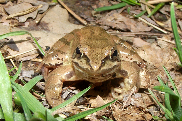 Rana dalmatina