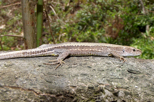 Darevskia praticola