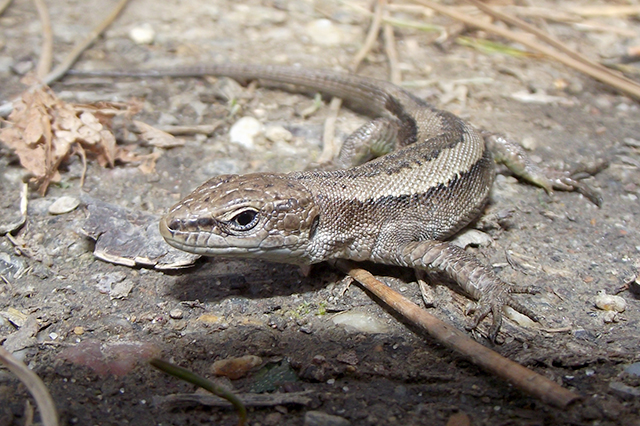 Darevskia praticola