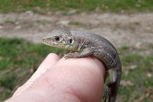 Lacerta viridis