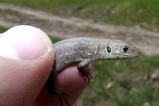 Lacerta viridis Lacerta viridis