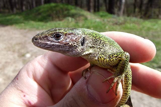 Lacerta viridis