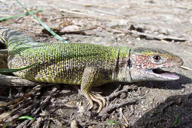 Lacerta viridis