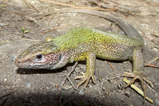 Lacerta viridis