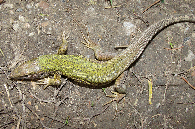 Lacerta viridis