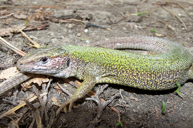 Lacerta viridis