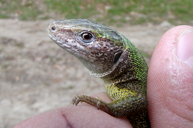 Lacerta viridis