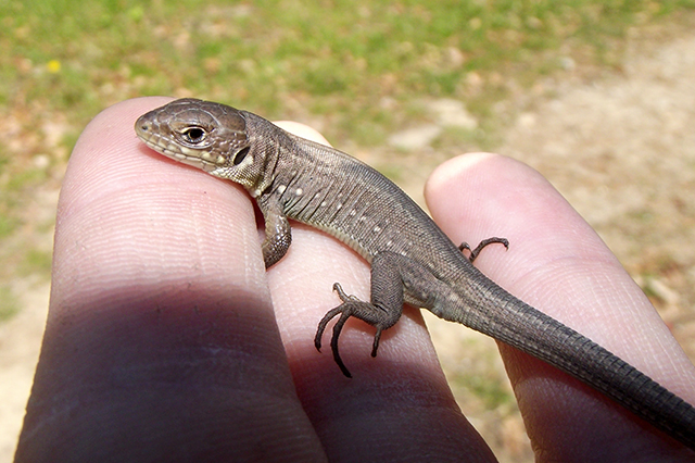 Lacerta viridis