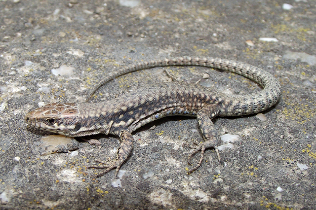 Podarcis muralis