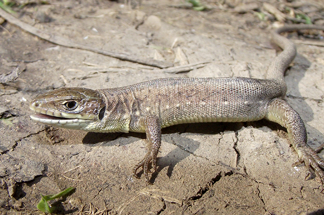 Lacerta viridis