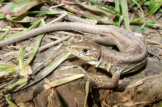 Lacerta viridis