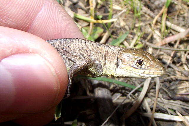 Lacerta viridis