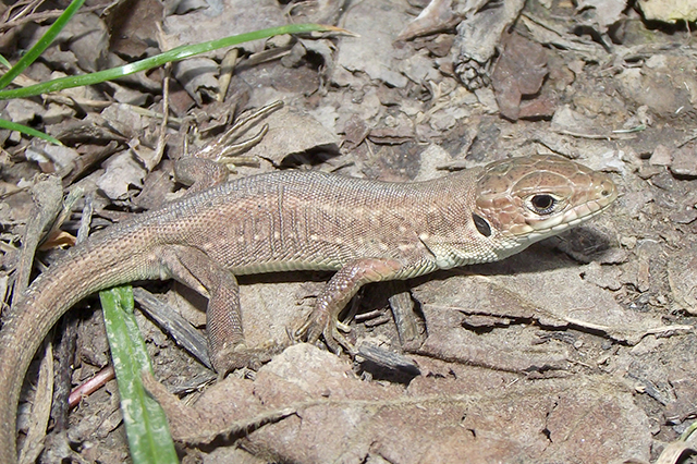 Lacerta viridis