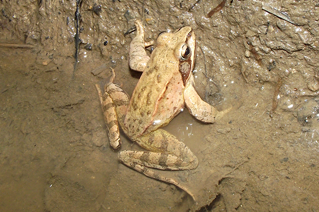 Rana dalmatina