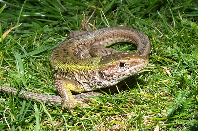 Lacerta viridis