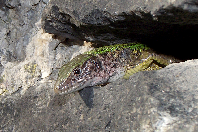 Lacerta viridis