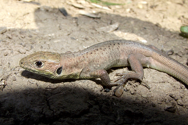 Lacerta viridis