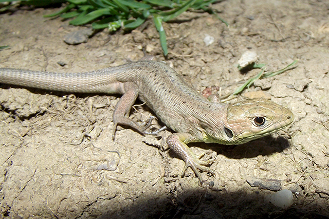 Lacerta viridis