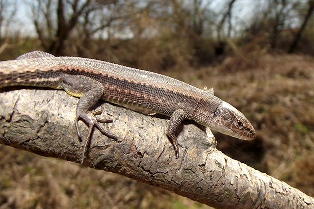 Darevskia praticola