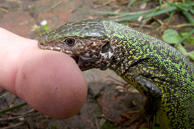 Lacerta viridis