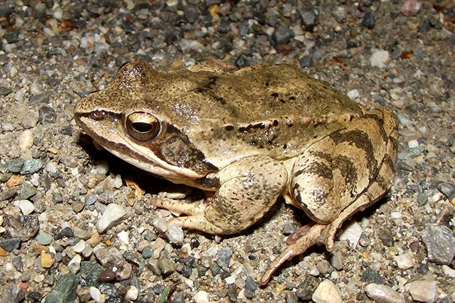 Rana dalmatina