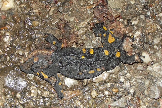 Salamandra salamandra