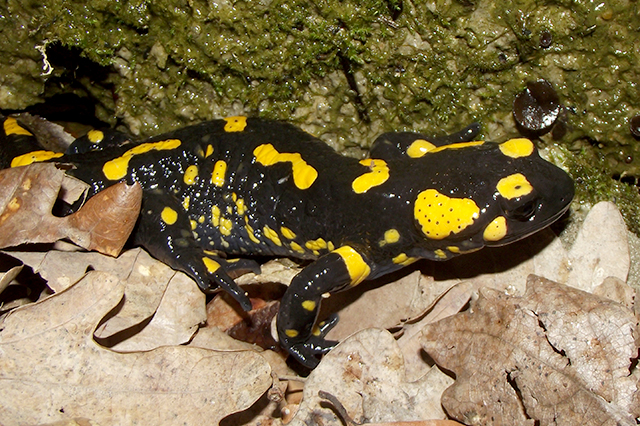 Salamandra salamandra