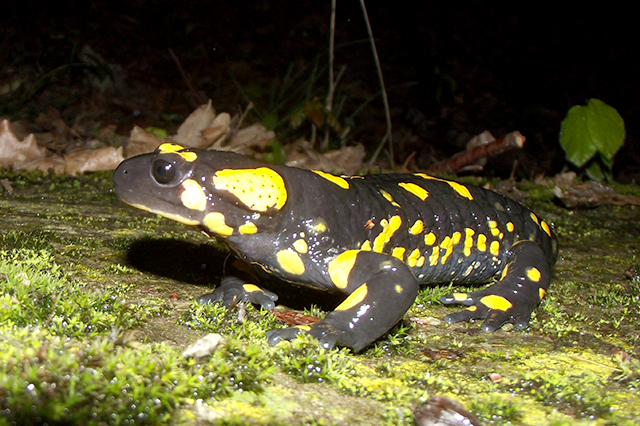 Salamandra salamandra